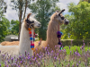 Llamas-and-lavendar