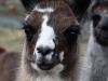 Daphne-cria