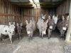 donkeys-shed