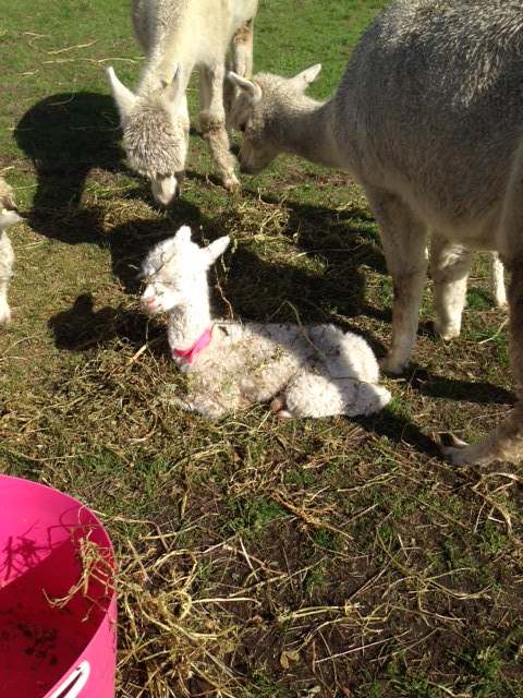 Karisma enjoying some sunshine whilst the Mums eat hay