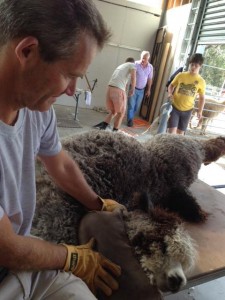 Shearing Waitng 2